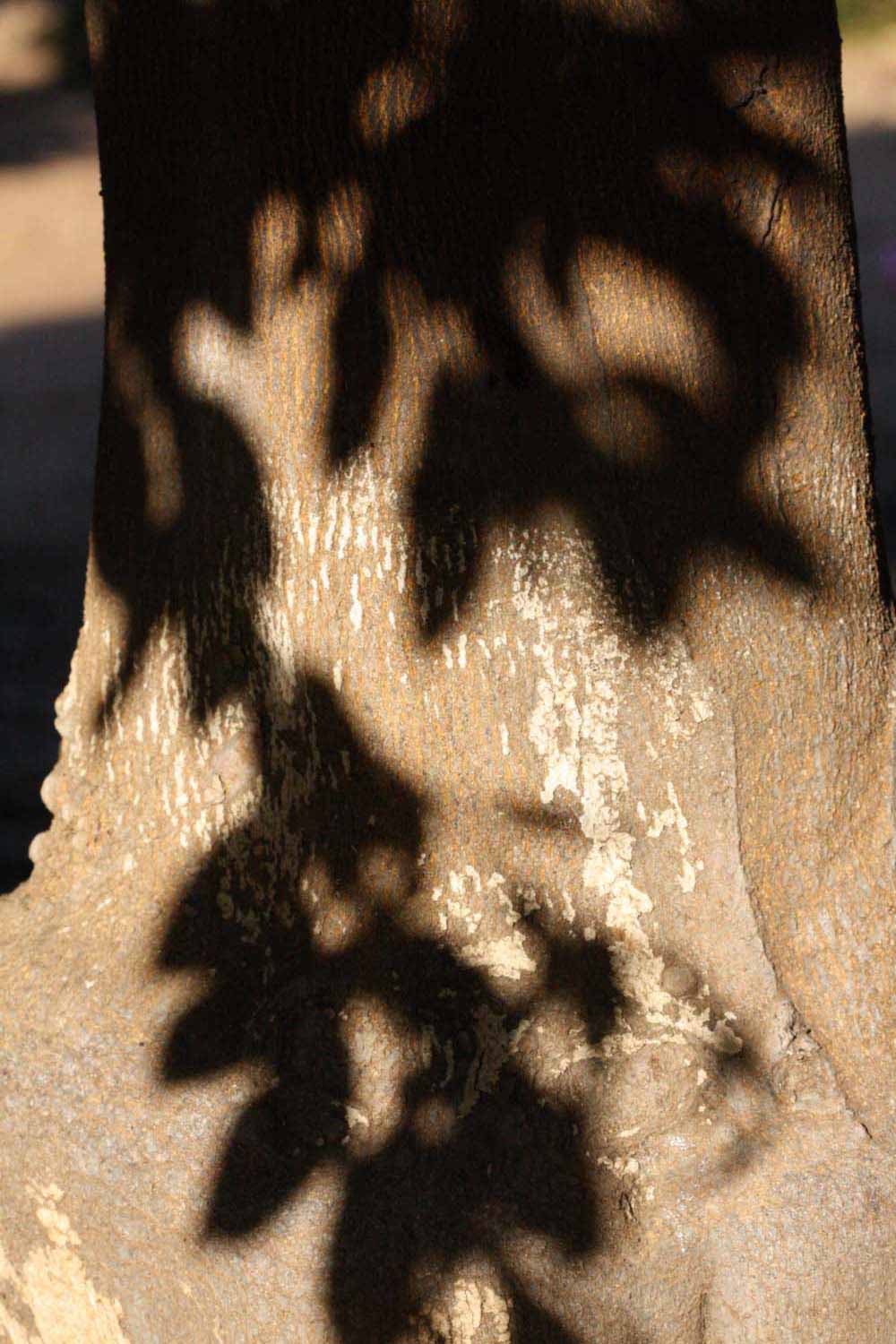            Bark (Riverside, CA)   